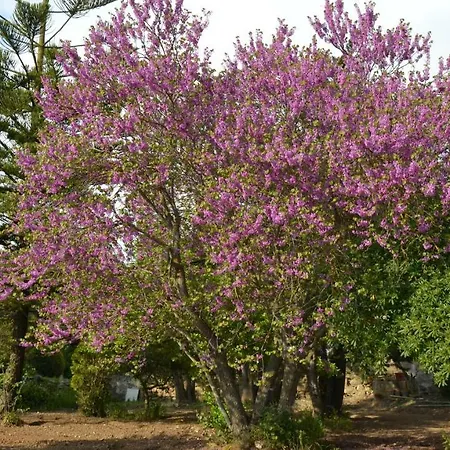 וילה Titi Salemi